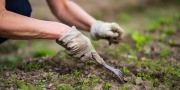 Een vrouwenhand die de onkruid aan het verwijderen is in een tuin