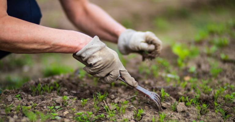 Een vrouwenhand die de onkruid aan het verwijderen is in een tuin